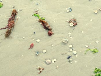 High angle view of shells on beach