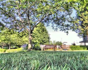 Trees on grassy field