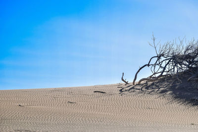 Sand dunes against clear blue sky