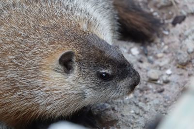 High angle view of animal