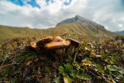 Close-up of mushroom growing on land