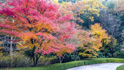 Trees in park during autumn