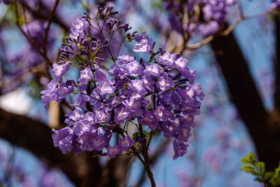 Close-up of purple flowers on branch