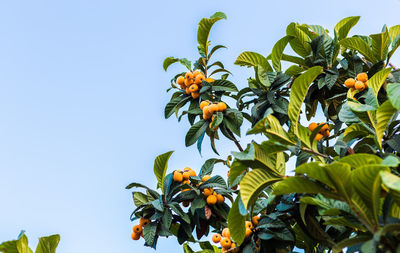 Low angle view of orange tree against sky