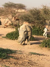 View of elephant on field