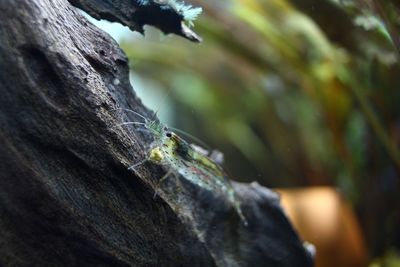 Close-up of insect on tree trunk