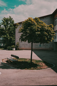 Tree by footpath against buildings in city