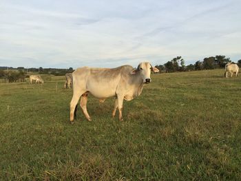 Cow grazing on field against sky