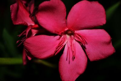 Close-up of pink flower