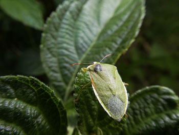 Close-up of insect on leaf