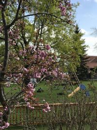 Fresh flowers on tree