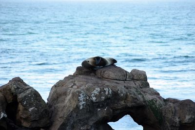 Bird on rock by sea