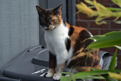 Portrait of a cat