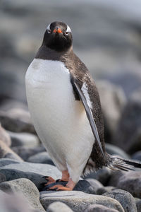 Close-up of gentoo penguin standing watching camera