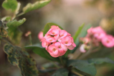 Close-up of pink rose