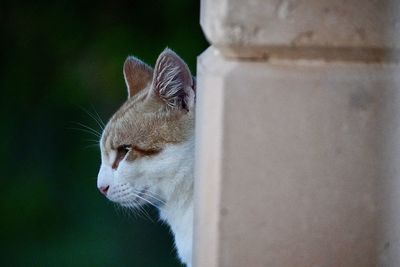 Close-up of cat