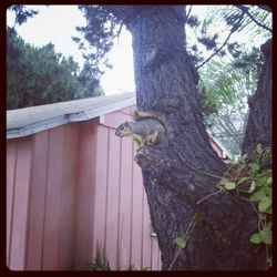 View of tree trunk