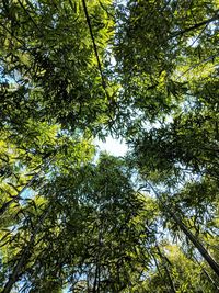 Low angle view of tree in forest