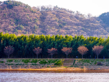 Scenic view of lake in forest