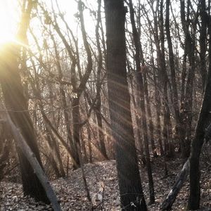 View of trees in forest