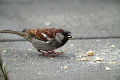 Close-up of bird eating food