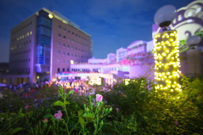 Close-up of illuminated plants at night