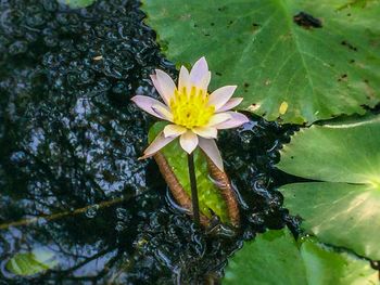 Close-up of lotus water lily in pond