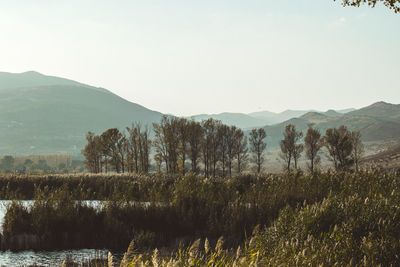 Trees on landscape against clear sky