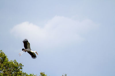 Low angle view of seagull flying in sky