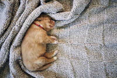 Cute dog sleeping on blanket. purebred puppy of nova scotia duck tolling retriever.