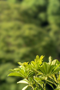 Close-up of plant leaves