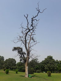 Trees on field against clear sky
