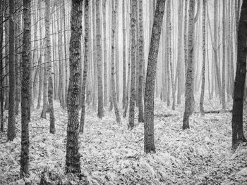 Trees in forest