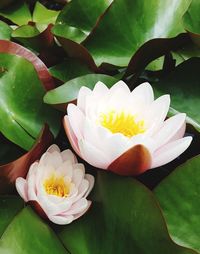 High angle view of lotus water lily in lake