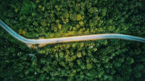 High angle view of trees in forest