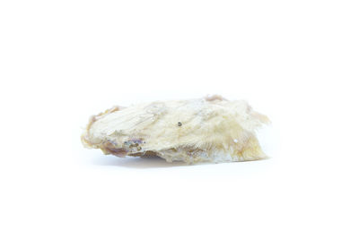 Close-up of shell on white background