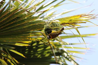 Close-up of insect on plant