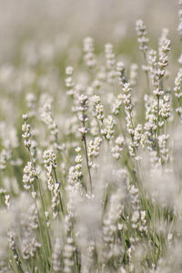 Close-up of lavendar field