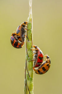 Close-up of ladybug on plant