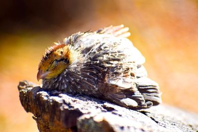 Close-up of a bird perching on wood