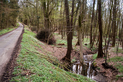 Trees on landscape