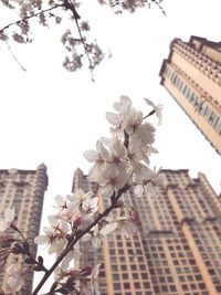 Low angle view of blooming tree against sky