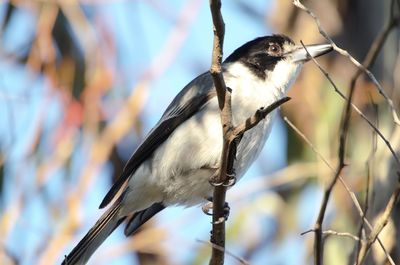 Low angle view of bird perching on branch