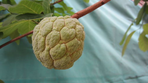 Close-up of fresh green leaf