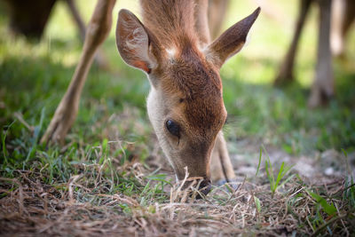 Deer on farm