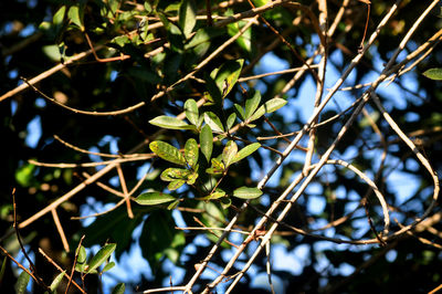 Low angle view of flowering plants on tree