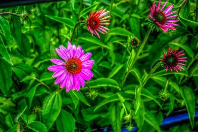 Close-up of pink flower blooming