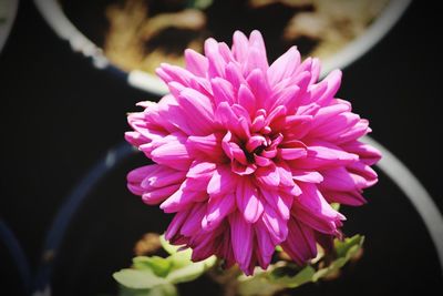 Close-up of pink flower