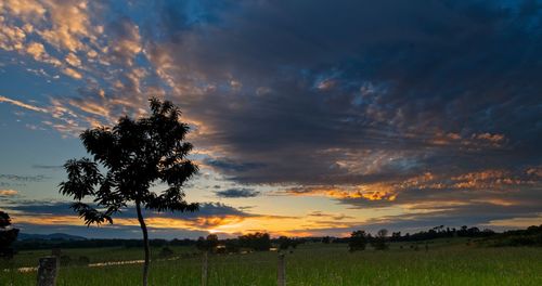 Silhouette trees on field against sky during sunset