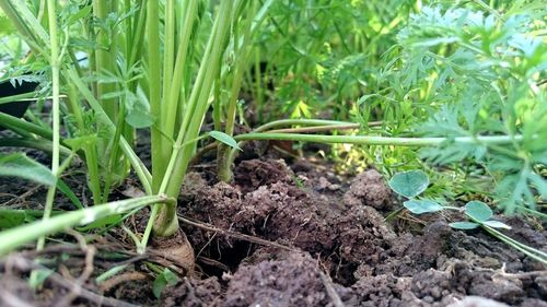 Close-up of crop growing in field